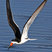 Black Skimmer